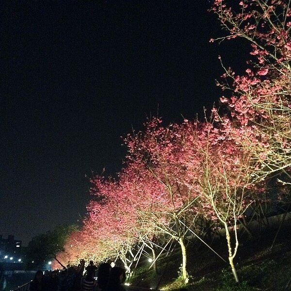 夜晚中的夜櫻。圖／王若茵攝