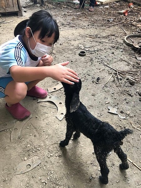 里區內的山羊。圖／擷取自吳建德臉書