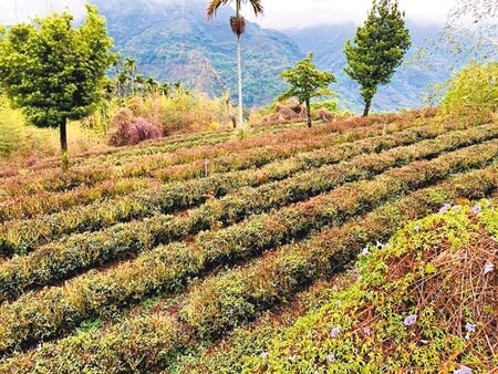 雲林縣多達300公頃茶園,受旱災衝擊,茶樹枯乾,占全縣茶園總面積7成5。(周麗蘭攝)