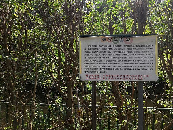 榮星花園目前已有穩定的螢火蟲族群在生態池棲息。圖/吳佳燕攝