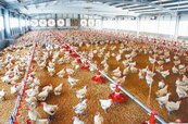 進口雞年增4萬噸　土雞不敵洋雞