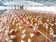 進口雞年增4萬噸　土雞不敵洋雞