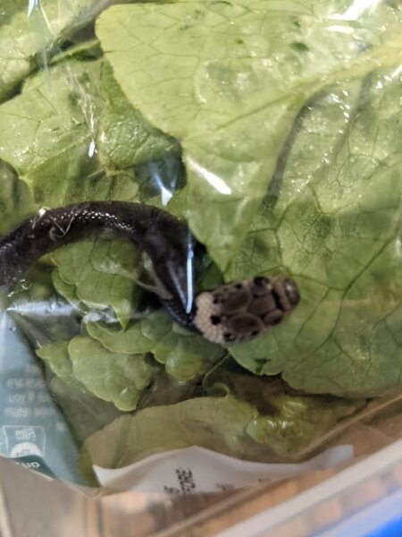 澳洲一名女子在為孩子準備晚餐時，發現剛從超市買的萵苣裡，竟然有一隻蛇在爬行。圖／擷自臉書
