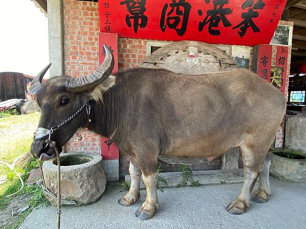 農委會副主委黃金城指出,若一切順利,18萬劑從南非購入的進口疫苗周四(22日)抵台後,就可讓全台牛隻全面接種疫苗。圖/家畜所提供