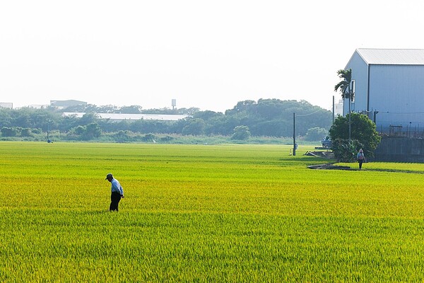「雨生百穀」之說,指雨水增多,有利於穀類農作物的生長。 聯合報資料照片