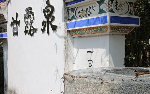 在各地缺水下,彰化縣社頭鄉清水岩寺的名泉甘露泉仍不斷湧出泉水,近日更出現奇景,大批蜜蜂齊聚甘露泉享用好水,讓取水民眾也漬漬稱奇。圖/清水岩寺提供