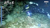 親睹墾丁珊瑚產卵大爆發　海底奇觀首開線上直播