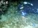 親睹墾丁珊瑚產卵大爆發　海底奇觀首開線上直播