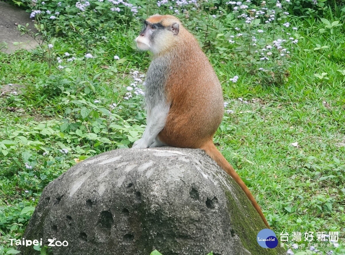 台北市動物園紅猴「男道」檢疫期滿返家，逃家時靠當令榕果充飢。圖／台灣好新聞