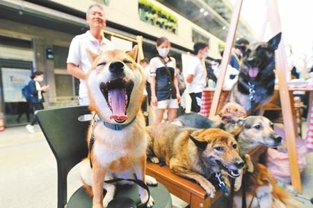 立法院院會昨三讀通過《動保法》部分條文修正案,將「不作為」納入虐待範圍。(中時資料照片)