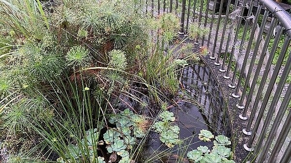 中山公園荷花池。圖/記者陳育悅攝影