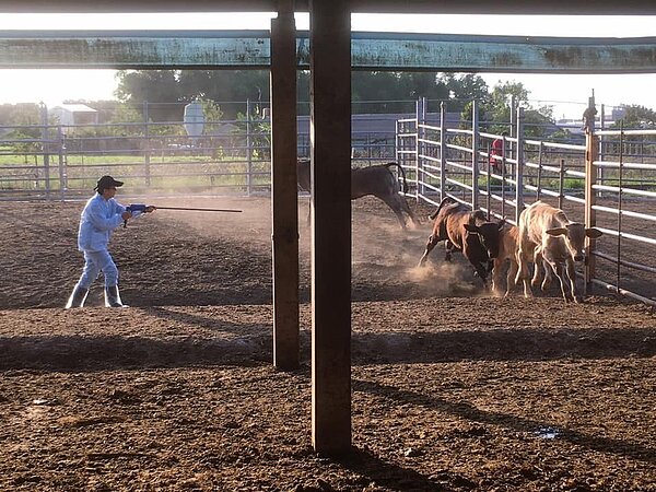 基層公務獸醫施打牛結節疹疫苗，幾乎緊身搏鬥，過程辛苦且危險。圖/嘉義縣動物防治所提供