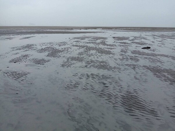 桃園市觀音區白玉海岸遭違法排廢，藻礁被泥水覆蓋汙染，恐衝擊生態環境。圖／讀者提供