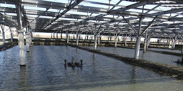 漁電共生經濟效益高。圖/中時電子報資料照片