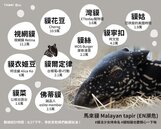 「貘花豆」獲14萬粉絲支持　馬來貘寶寶預計9月中旬見客