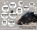 「貘花豆」獲14萬粉絲支持　馬來貘寶寶預計9月中旬見客