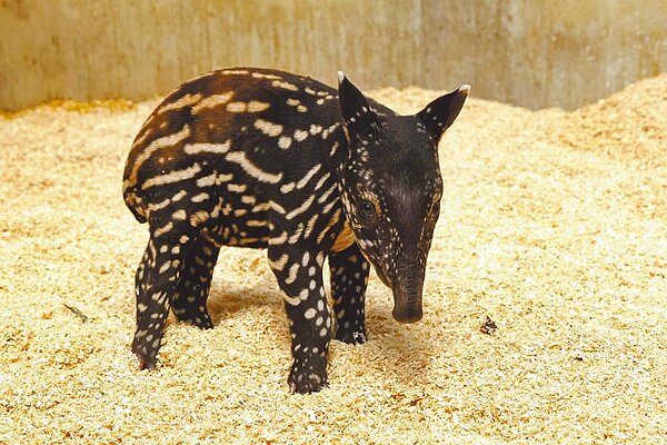 台北市立動物園馬來貘媽媽「貘莉」上月產下女寶寶,網路命名活動結果4日出爐,由插畫家Cherng提名的「貘花豆」勝出。(台北市立動物園提供/游念育台北傳真)