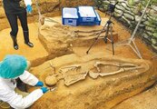 嘉市鐵高工程　挖出史前人類骨骸