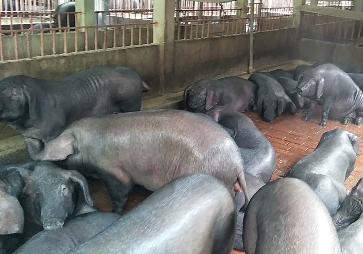 防範非洲豬瘟，9月起為期1個月全面禁廚餘養豬。圖／聯合資料照