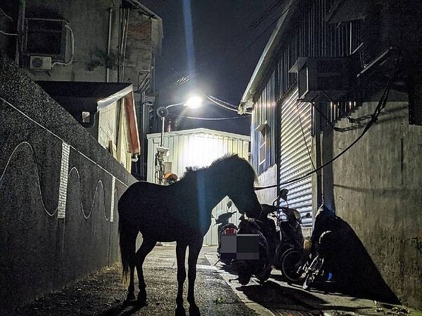只見馬匹上的韁繩被綁在冷氣室外機上,似乎有人飼養。圖/截自PTT
