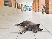 不知主人已過世　浪浪苦守老街友遺物