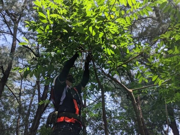 台南市自106年起正式辦理樹木修剪人員認證考試，4年已培訓了383位合格樹木修剪人員。圖／台南市政府提供