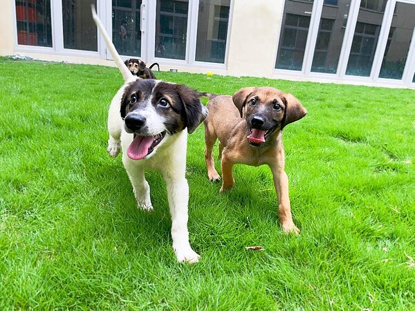 由於民眾近年住家環境改變,新竹市推首年免費寵物保險鼓勵認養。圖/新竹市產業發展處提供