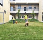 竹市認養流浪犬　享首年免費寵物險