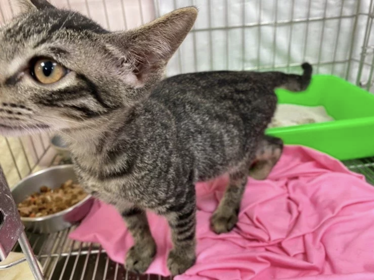 北市議員楊靜宇指出，動物之家目前收容數爆量，批北市府帶頭違法。圖／聯合報系資料照