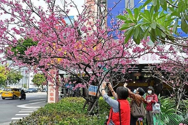 網美爭拍小公園三色櫻花。圖/里長提供
