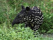 「貘花豆」戶外初體驗　可愛破表榮登「萌」主