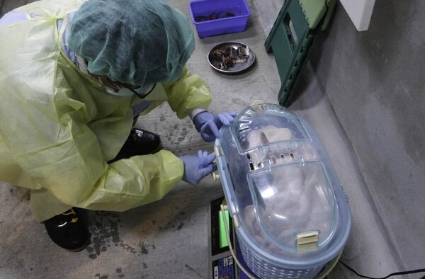 保育員為救傷收容的歐亞水獺寶寶秤重。圖／台北市立動物園提供