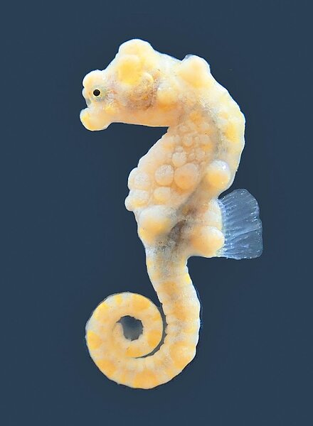 國家海洋研究院做台灣灘海域生態調查,記錄到海中明星物種-豆丁海馬。(國家海洋研究院提供/林瑞益高雄傳真)