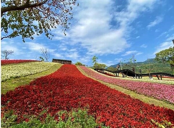 迷人的花毯。圖／張義博提供 