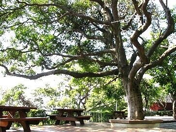 大屯國小內的香楠樹。圖/截自大屯國小網站 校長提供