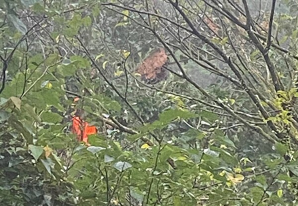 新北市瑞芳區三貂嶺步道發生虎頭蜂螫傷遊客事件,其中1名婦人送醫不治。市府動物保護防疫處26日派人前往摘除蜂巢。記者邱瑞杰/翻攝