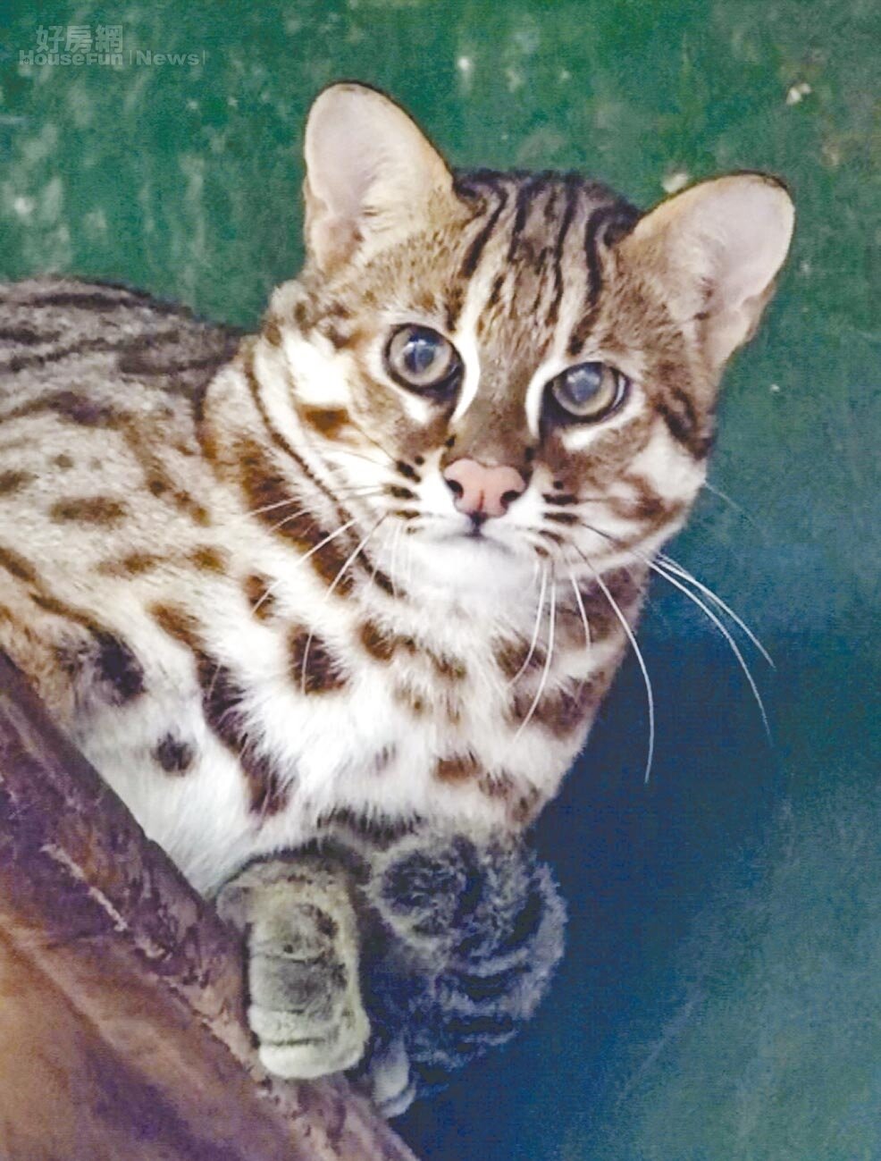 台北市立動物園的石虎今年3月產下三胞胎,二哥將留在園內作為年輕血源。圖/台北市立動物園提供;游念育台北傳真
