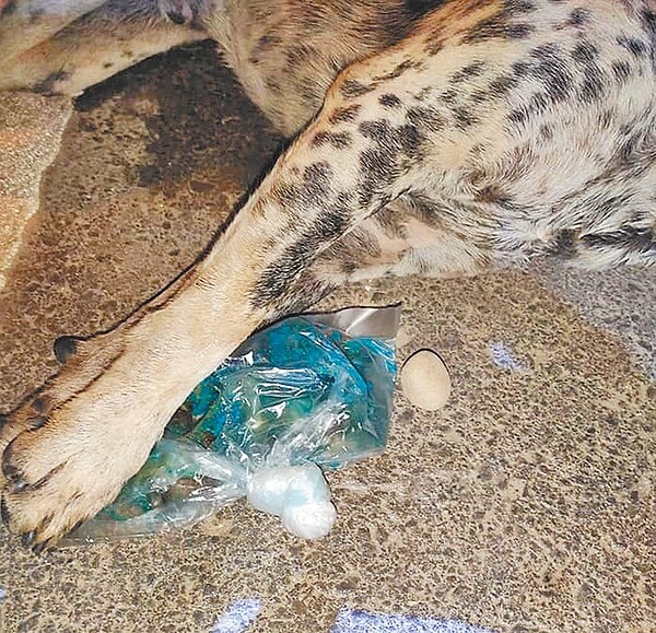 愛媽27日晚間又在桃園市動保園區外發現流浪狗遭毒死,一旁留有藍色液體毒餌。(翻攝照片/呂筱蟬桃園傳真)