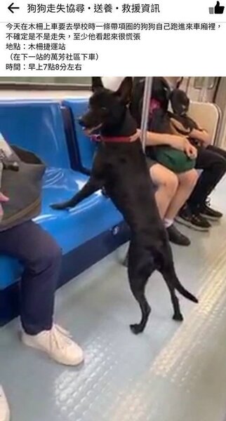 一隻黑狗闖進捷運車廂。圖／取自「狗狗走失協尋 • 送養 • 救援資訊」臉書