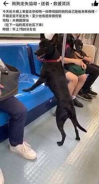 一隻黑狗闖進捷運車廂。圖/取自「狗狗走失協尋 • 送養 • 救援資訊」臉書