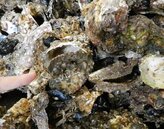 日本牡蠣、秋鮭爆大量死亡現象　業者嘆：海膽遇上毀滅級損害