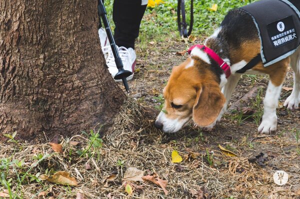 米格魯犬執勤中，要嗅出樹癌褐根病。圖／台北市政府工務局公園處提供