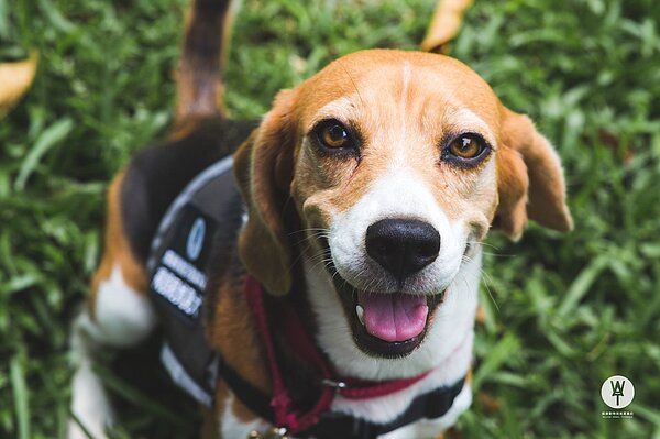 米格魯犬執勤中,要嗅出樹癌褐根病。圖/台北市政府工務局公園處提供