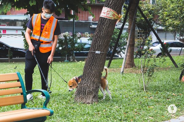 米格魯犬執勤中，要嗅出樹癌褐根病。圖／台北市政府工務局公園處提供