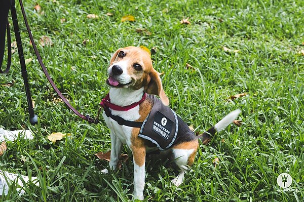 米格魯犬執勤中,要嗅出樹癌褐根病。圖/台北市政府工務局公園處提供