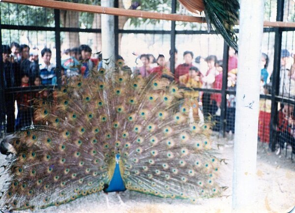 嘉義公園孔雀園過去曾吸引大批人潮爭睹。圖/網友張淙閔提供