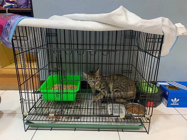 新北認養動物追蹤再升級,須提供第2聯絡人。圖/新北市府提供