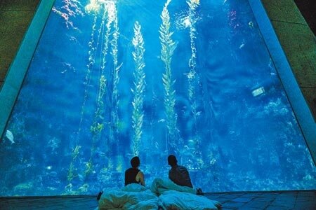 因應疫情趨緩、防疫措施鬆綁,屏東海生館最受歡迎的「夜宿海生館」體驗活動也重新開放,並同步推出「一夜一年」優惠專案。(謝佳潾攝)