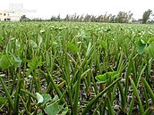 蘇力颱風直撲台　大甲農友急砍芋葉