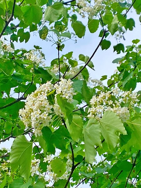 深坑萬福生態公園油桐花盛放（文山樂生活）